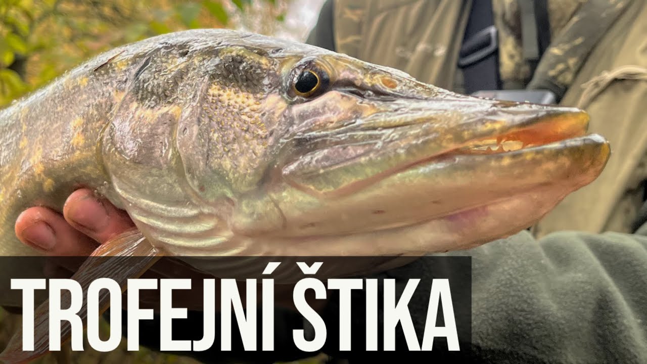 CESTA ZA TROFEJN&Iacute; &Scaron;TIKOU | Jak ulovit &scaron;tiku a sumce? Jak&aacute; je nejlep&scaron;&iacute; n&aacute;straha na dravce? [PŘ&Iacute;VLAČ]