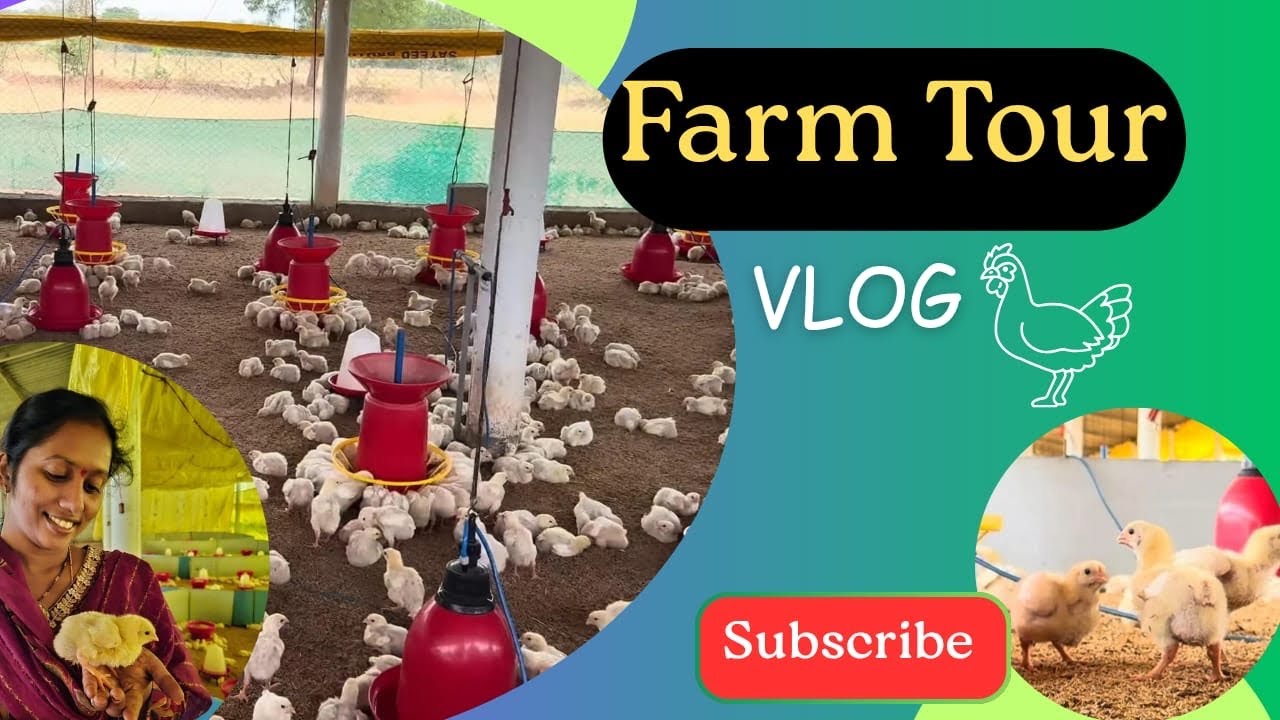 Poultry farm tour in India 🇮🇳| India Memories |vlog 