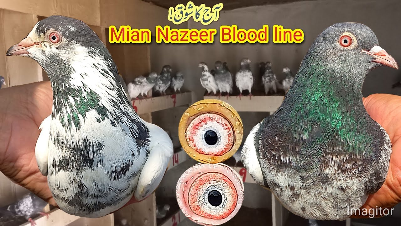 Main Nazeer Waly, Pigeons ,Golden, Teddy, Tasveer Waly ,sooper Breeds 