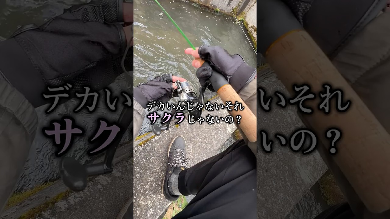 ダイソーロッドでヤマ&hellip;オショロコマ? 尺越えのイワナ? アメマス⁉︎ #shorts #釣り