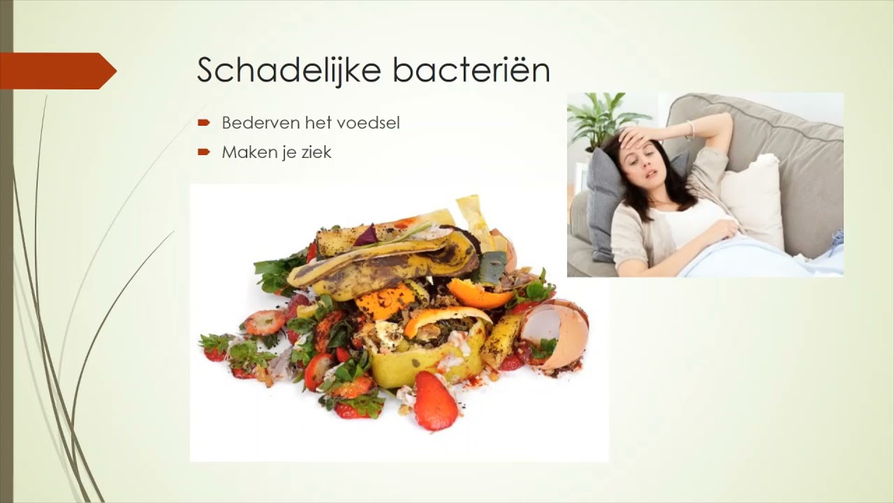 De Rijk van de bacteriën
