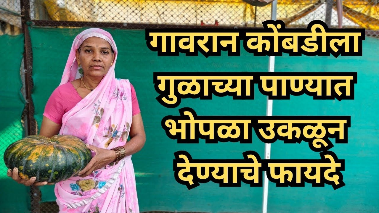 गावरान कोंबडीला गुळाच्या पाण्यात भोपळा उकळून देण्याचे फायदे #gavrankombdi #gavrankukutpalan