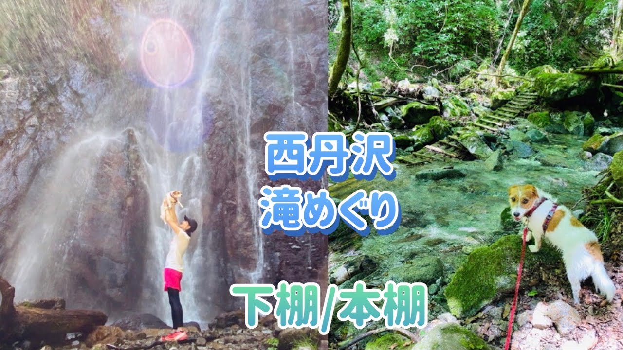 【犬とハイキング】ジャックラッセルテリアと西丹沢で滝めぐり 下棚・本棚/ hike with dog in Japan Jack Russell Terrier