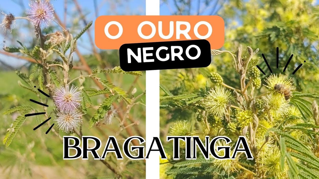 MEL ou OURO NEGRO: Um produto da BRACATINGA.