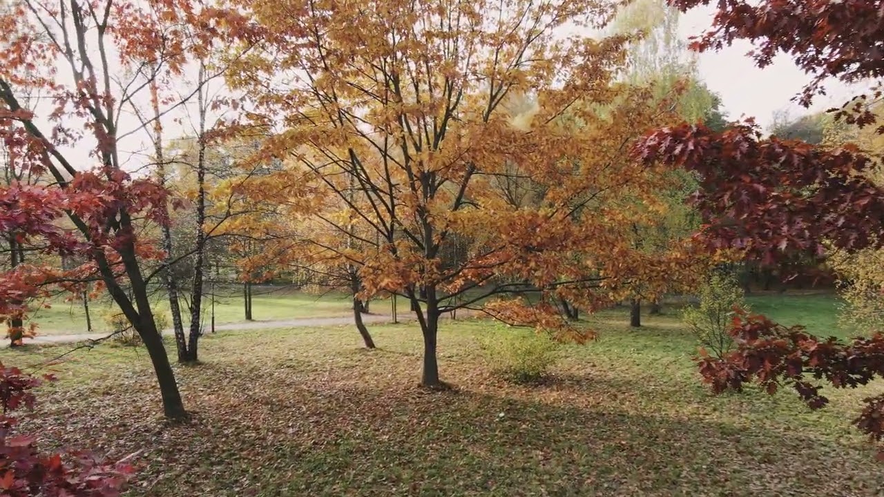 #4k Footage of Maple Forest 29FPS