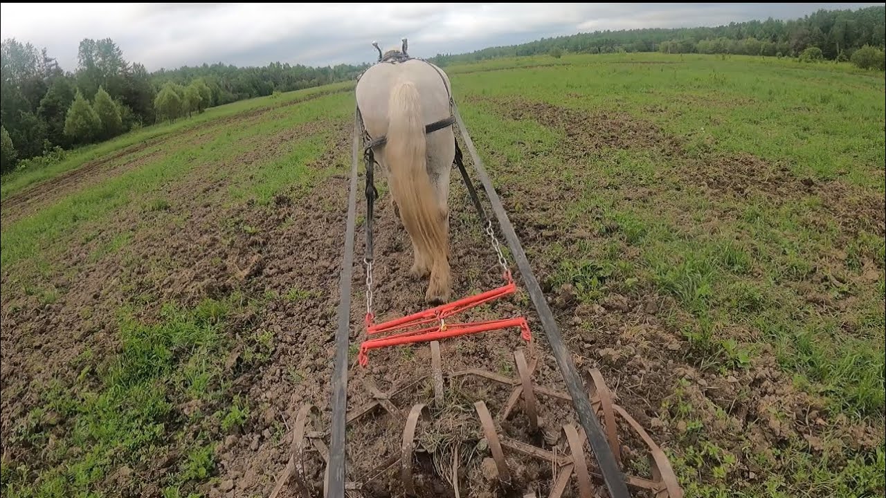 Jenny gets some exercise!// Working with a single Draft Horse!