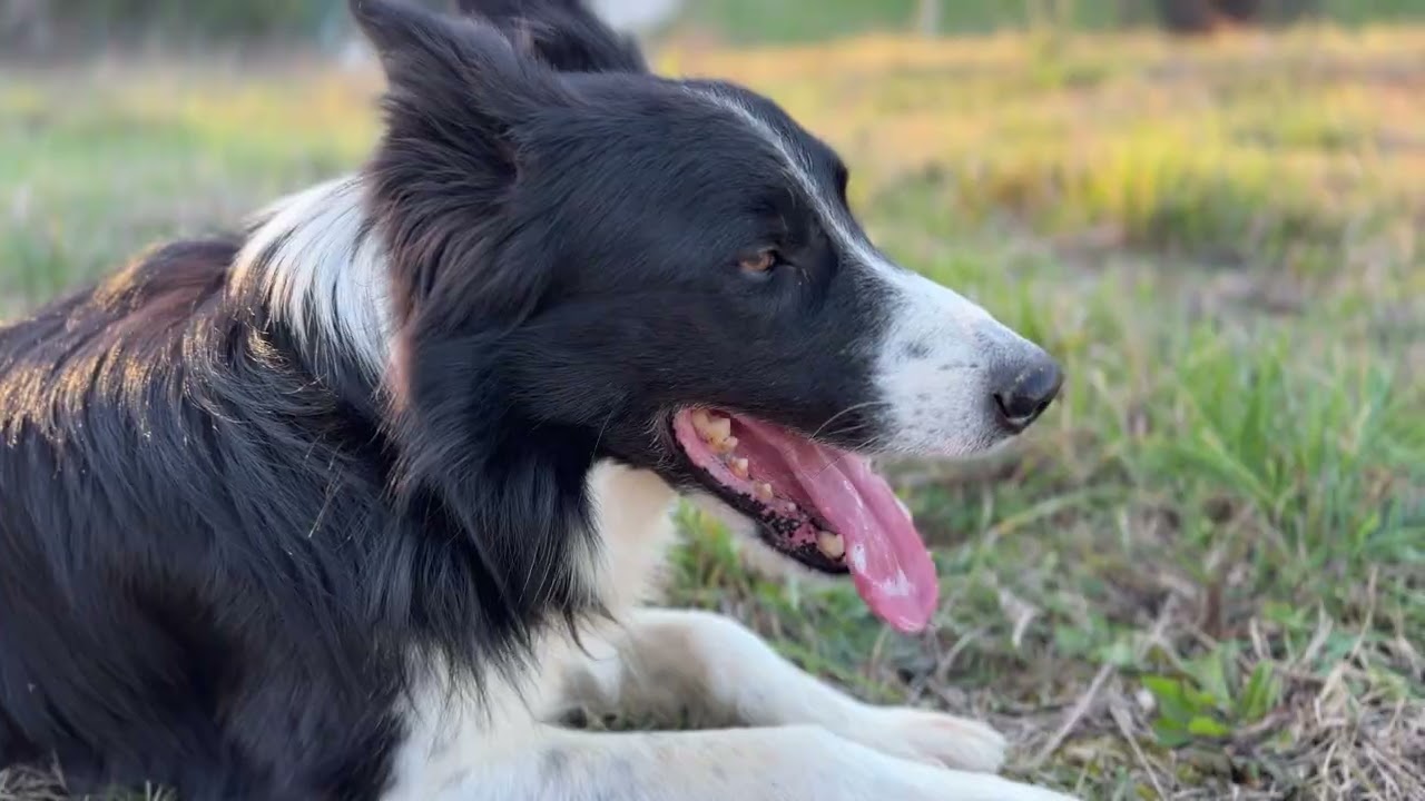 Sheepdog con Border Collie