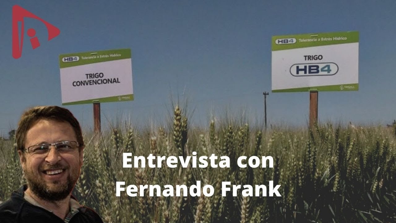 Trigo HB4 ~ Fernando Frank: 
