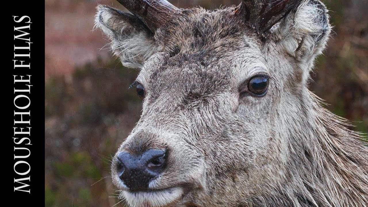 Wild Scotland | Mo Chridhe Albannach | My Scottish Heart