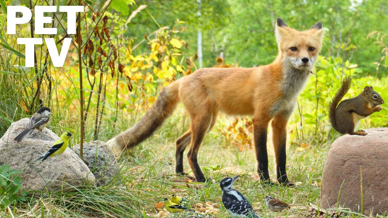 Pet TV - Fox, Squirrels, & Birds in a Meadow 🦌 Relaxing Nature Video for Cats, Dogs, and People