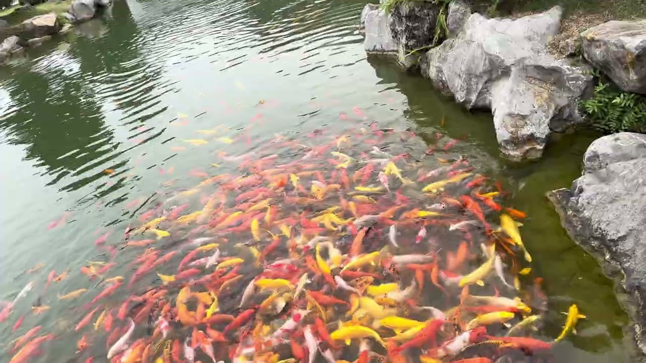 Hồ cá koi Vinhomes