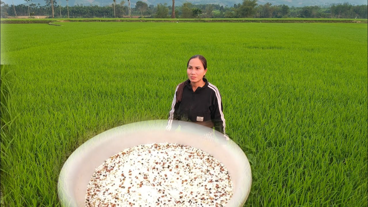 Fertilizing the rice fields. Life in the mountains.