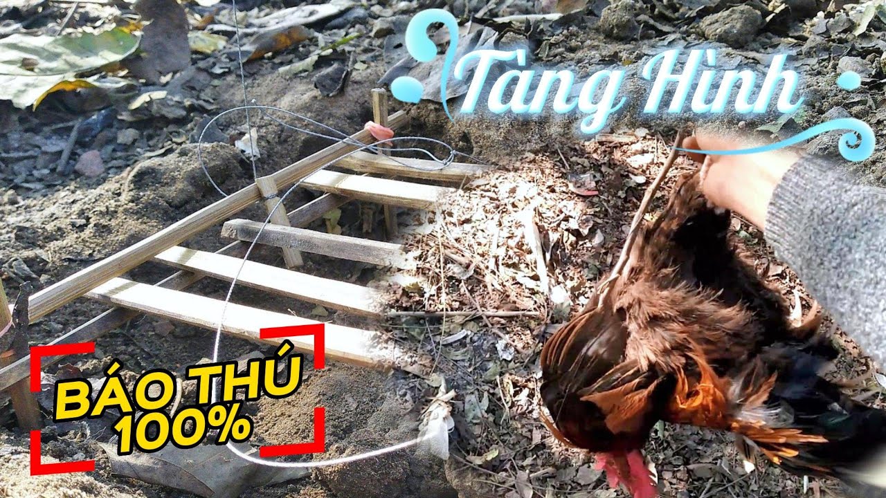 C&aacute;ch L&agrave;m Bẫy G&agrave; Bẫy M&egrave;o Bẫy Ch&oacute; Bẫy Lợn Bẩy Th&uacute; Rừng Si&ecirc;u Hiệu Quả