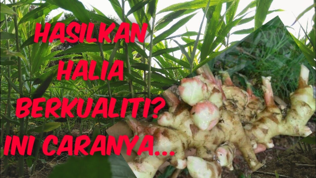 Cara Mendapatkan Hasil Halia Berkualiti: 5 Cara Paling Mudah