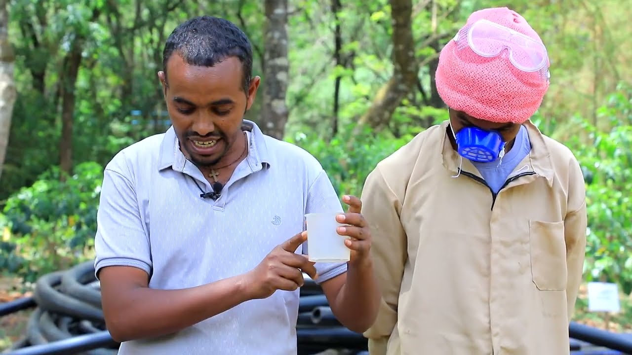 ማንጎን ከምርት ውጭ እያደረገ ያለውን የማንጎ ነጭ ተባይ መከላከያ ስልት