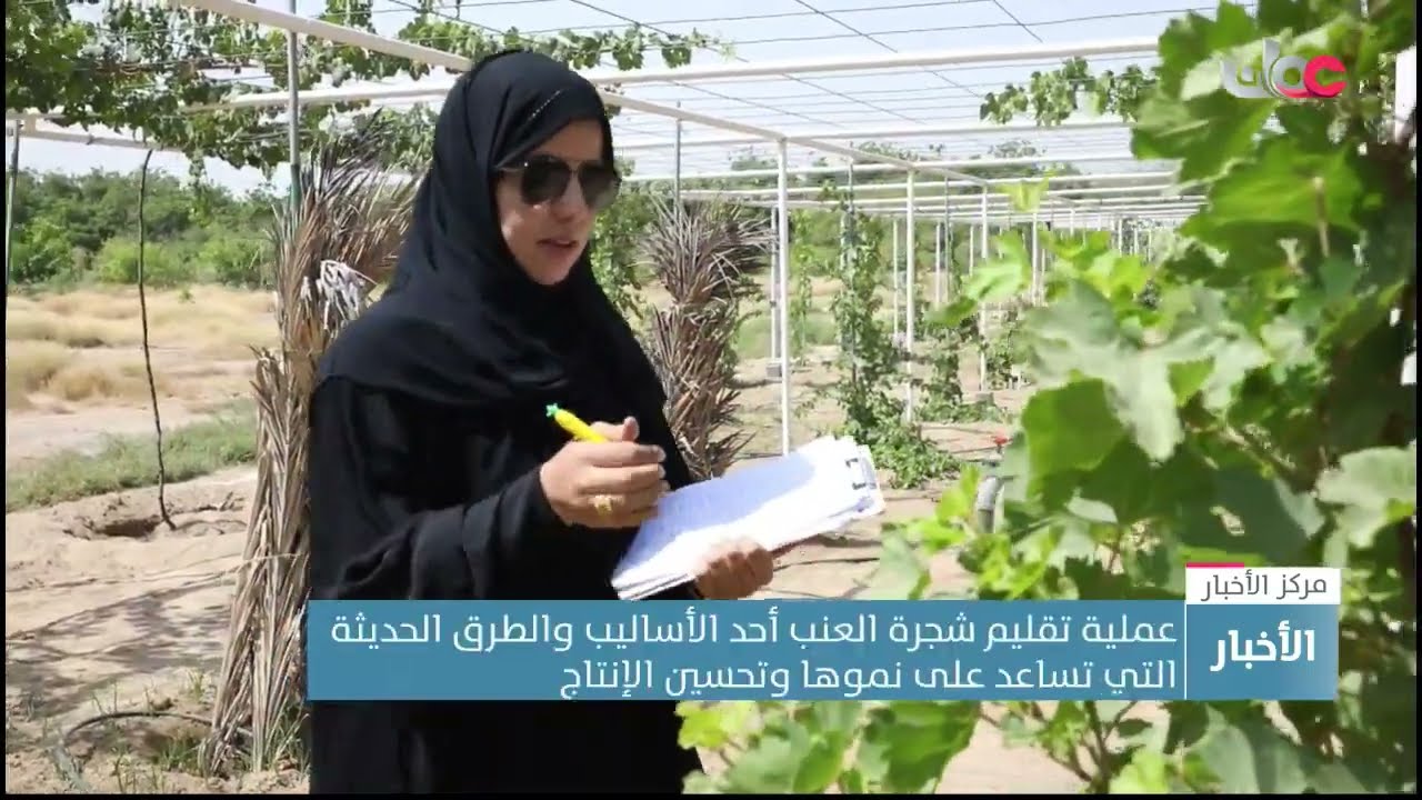 عملية تقليم شجرة العنب.. إحدى الأساليب والطرق الحديثة التي تساعد على نموها وتحسين الإنتاج.