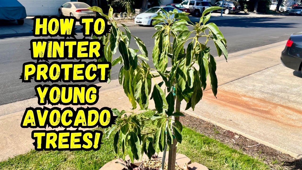 Growing Avocado Trees | Winter Protection Tips