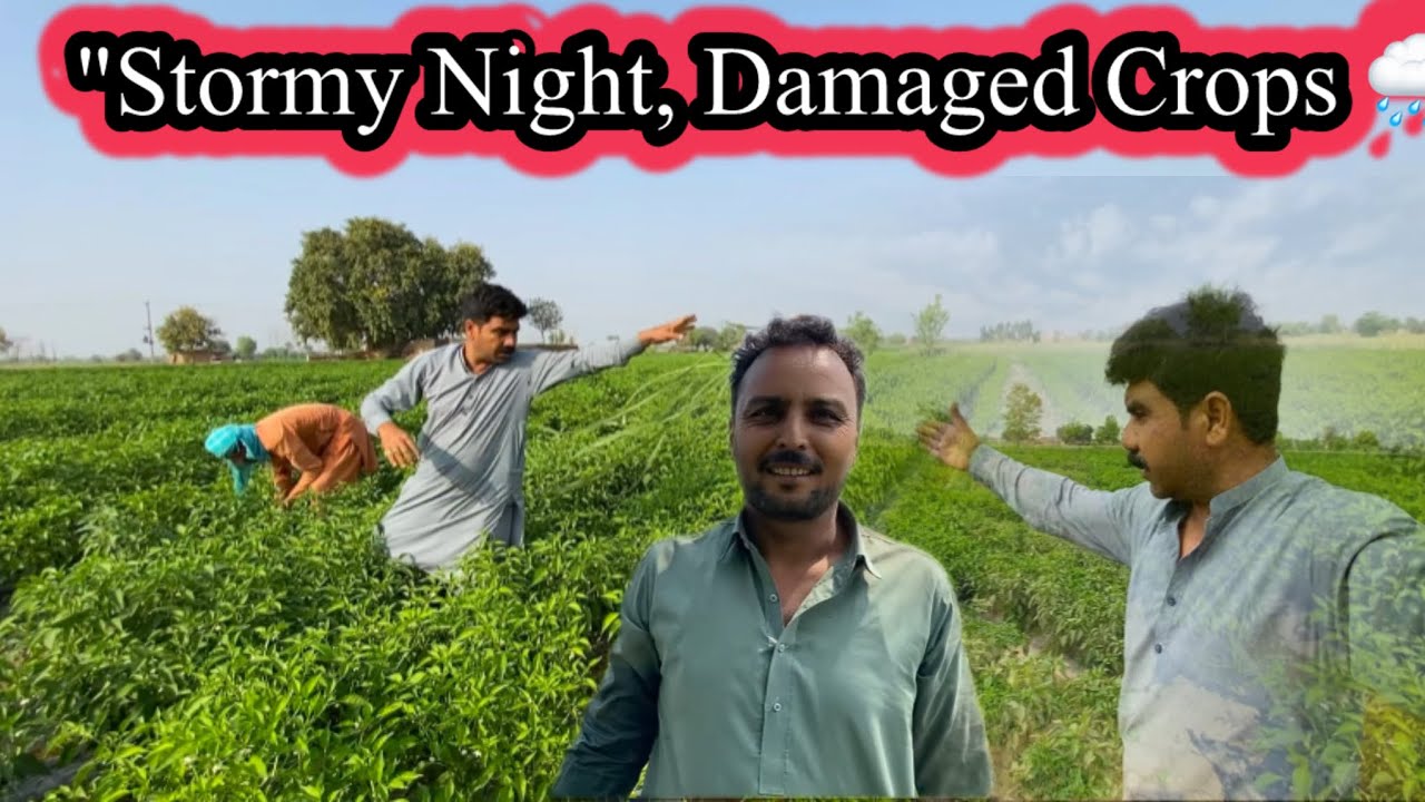 Raat Tez Hawa Ne Kya Hari Mirch Ka Nuqsan | 