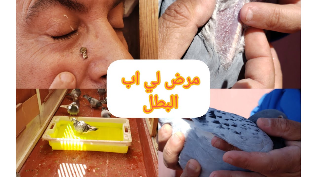 نتيجة السباق الشاق + توضيحات عن المنتج لي خويت وشكرا على تعليقاتكم