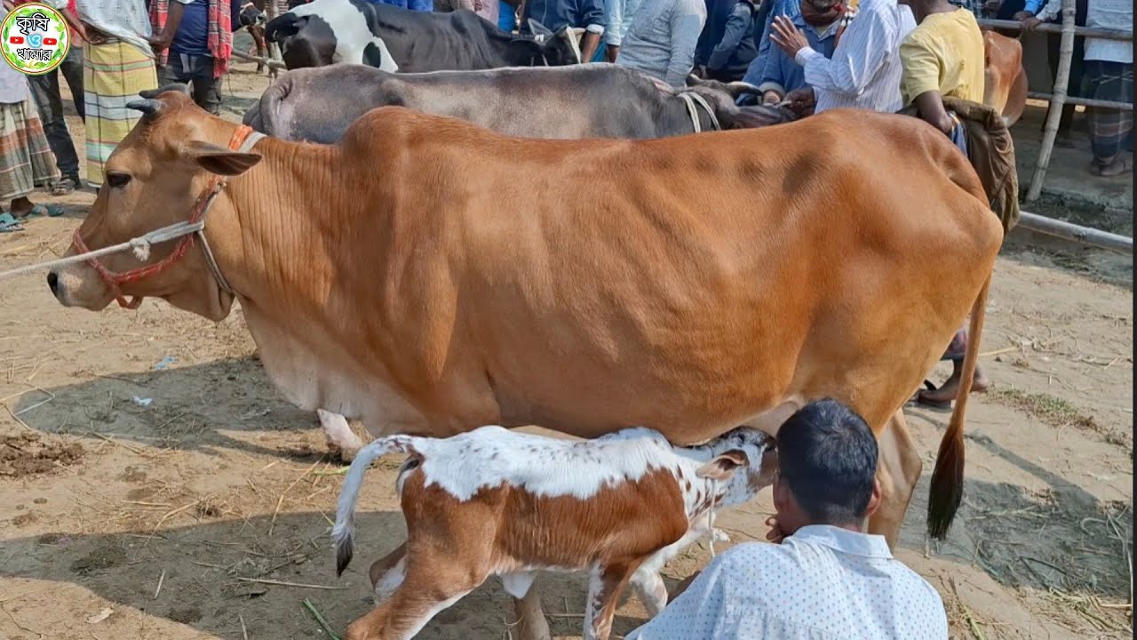 আজ ২৭/২/২৬ | শাহিওয়াল সিন্ধী জাতের বাছুরসহ গাভী কেমন দামে কিনছেন | আমবাড়ী হাট 