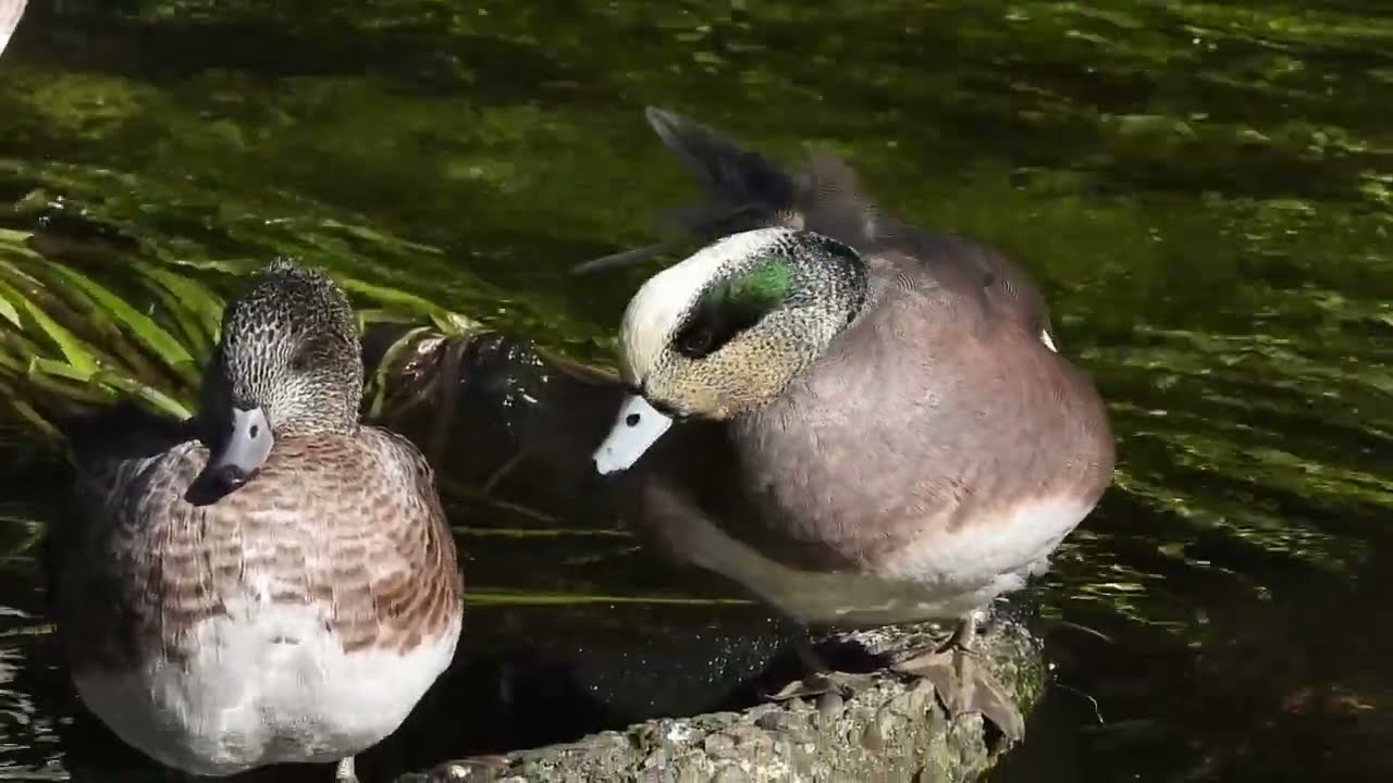 アメリカヒドリの観察