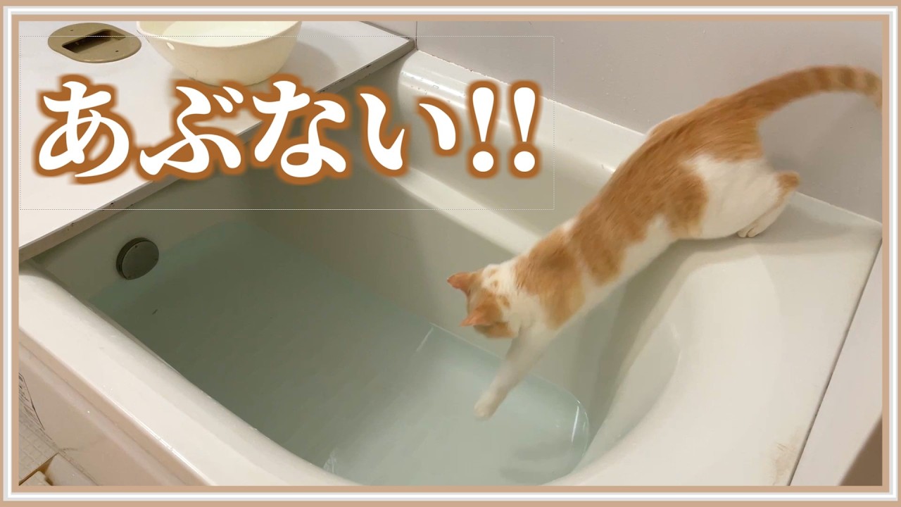 【悲報】寒さに耐えきれず風呂に飛び込む猫がこちら