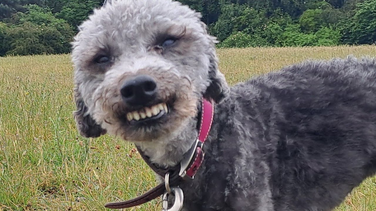 Bedlington Terrier Is A Wet Blanket On Pack Walk 🐾