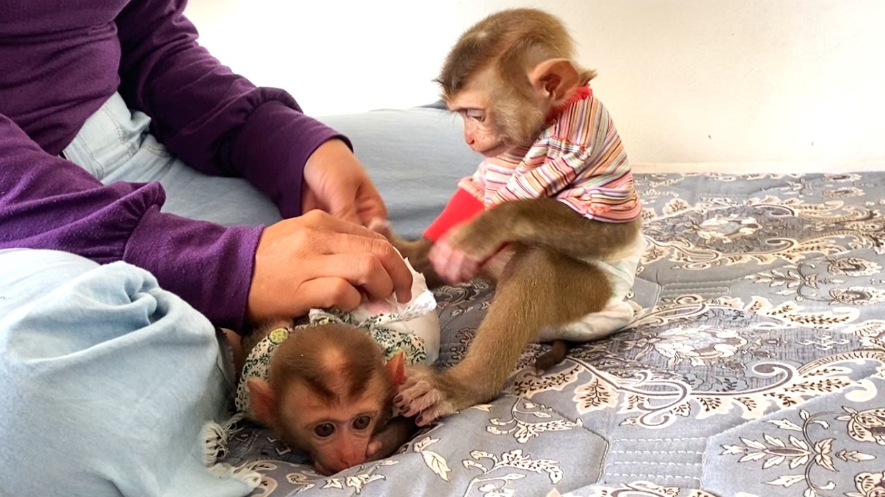 So smart!! The amazing baby TORO is watching his mom put on a diaper. Maybe he wants to do it