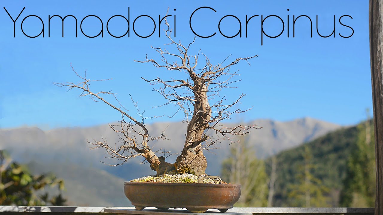 Yamadori Hornbeam 2 Year Progress - Arkefthos Bonsai