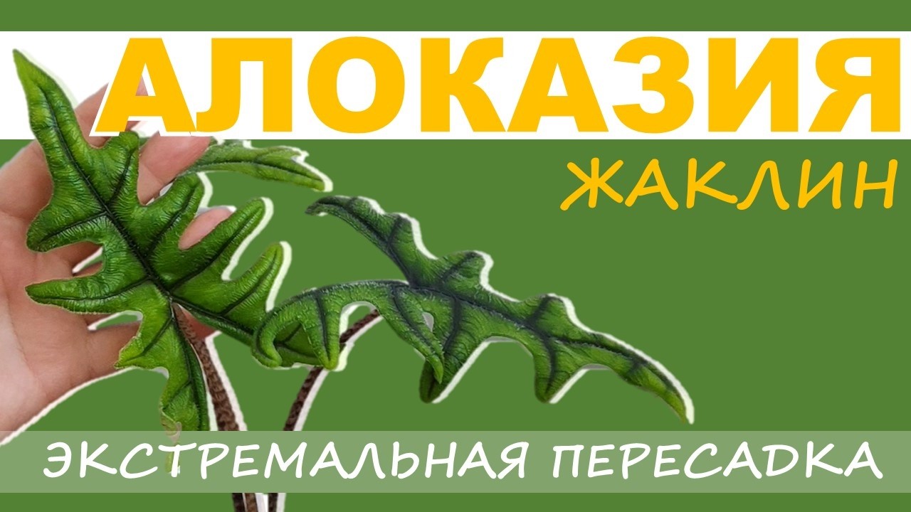 АЛОКАЗИЯ ЖАКЛИН: почему мало листьев. Правила ухода. Пересадка
