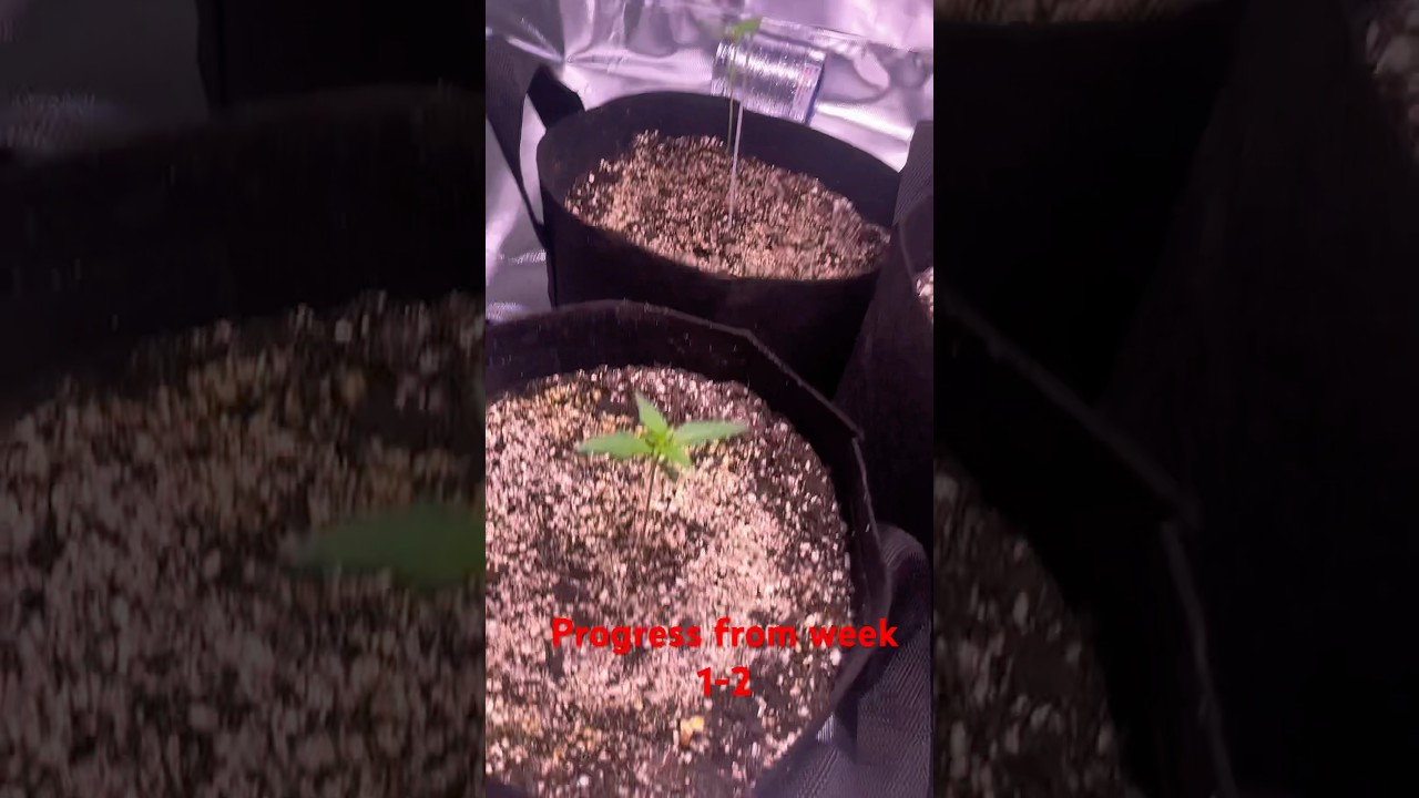 🐐&rsquo;Lato AutoFlower #garden #beginnergrower