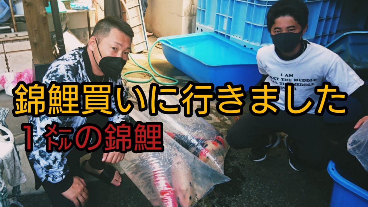 【１ｍのデカイ錦鯉】１５歳チイ坊と錦鯉買いに行きました！　自宅池　飼育　アクアリウム　 buying　Amazing Koi　ปลาคราฟ　大型水槽　当歳　#錦鯉