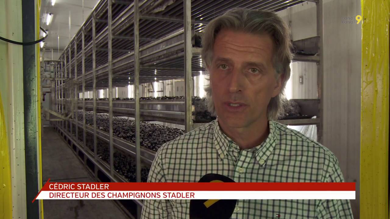 Chez les Stadler, &agrave; Aigle, on cultive le champignon de Paris de grand-p&egrave;re en petit-fils