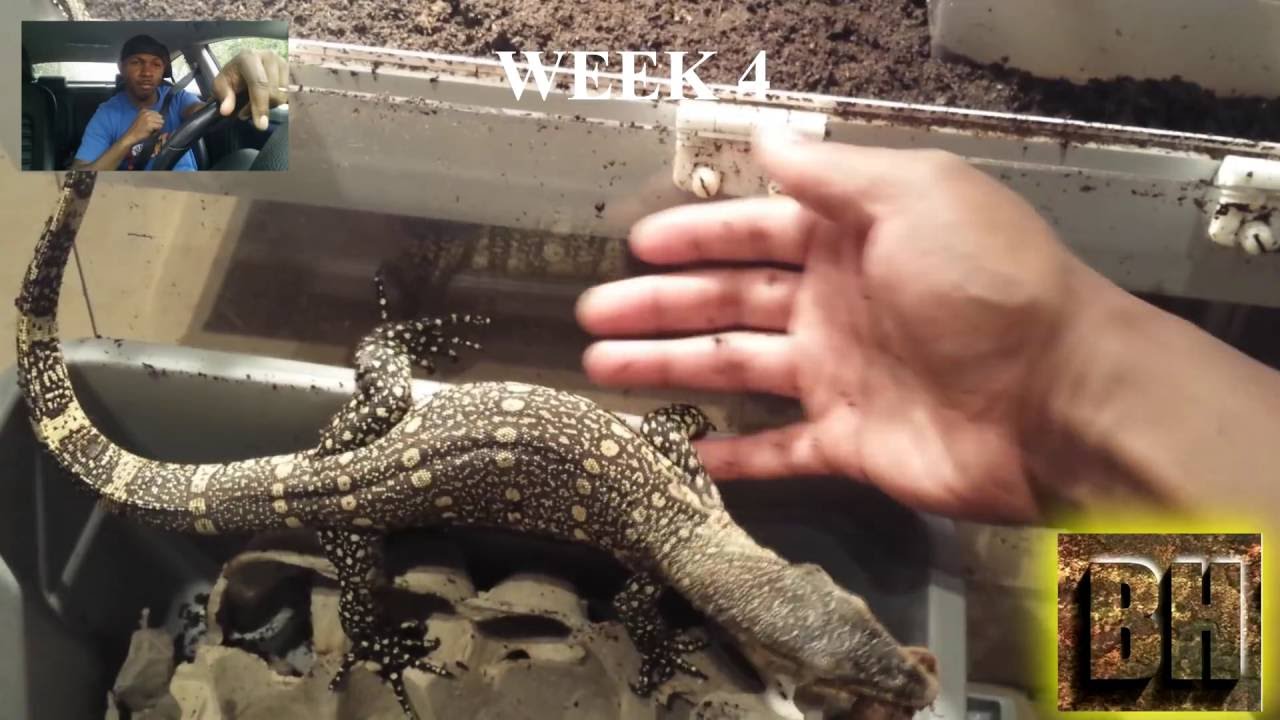 How To Train Your Dragon (monitor lizard) correction: locality of animal is uncertain..