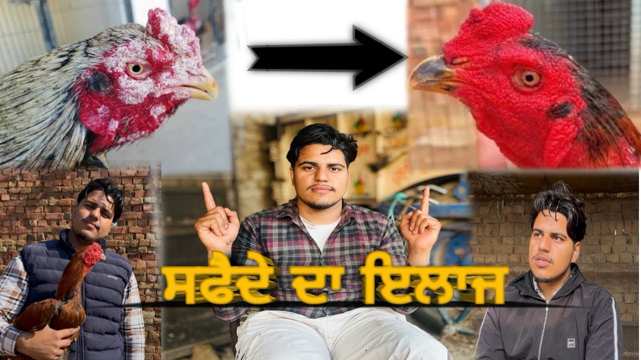 Safeda da ilaj ਸਫੈਦੇ ਦਾ ਇਲਾਜ