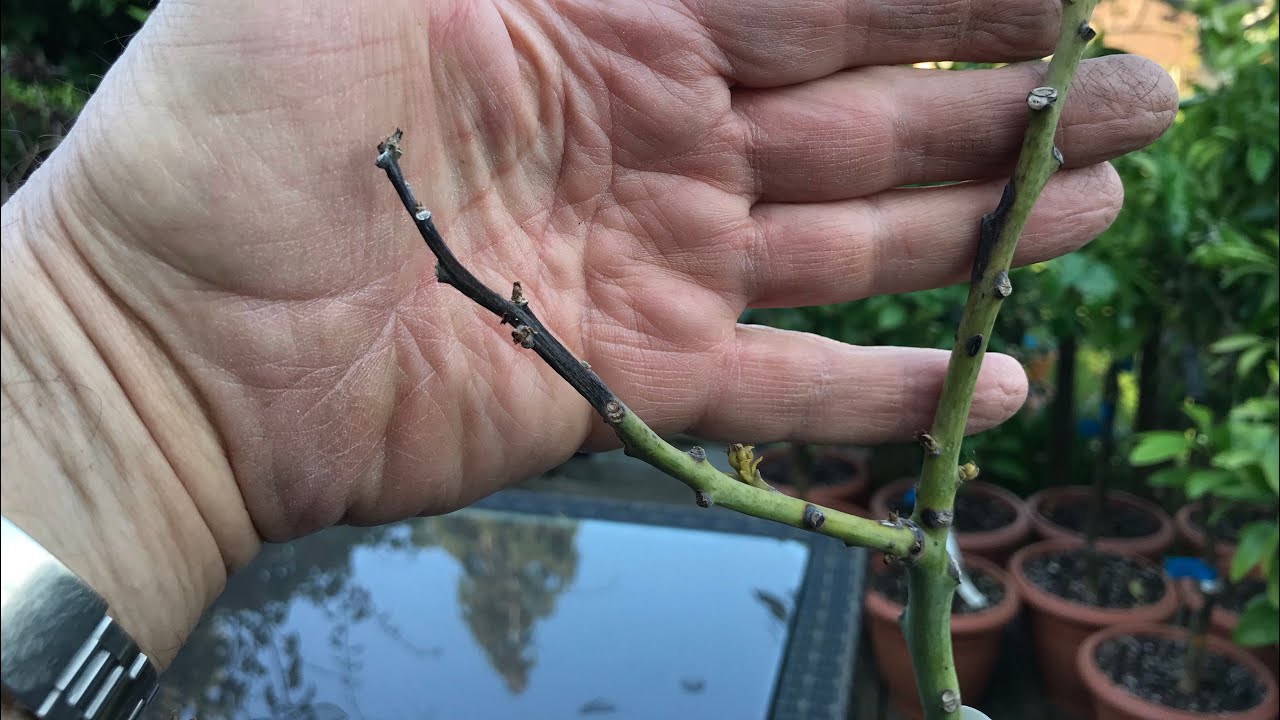 Disaster! My grafted avocado Mexicola Grande is developing the black tip of doom on the shoot tips 😢