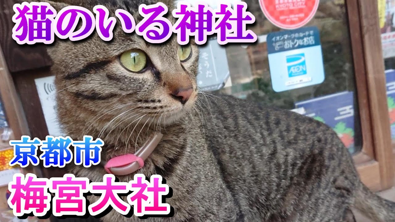 京都の猫寺「梅宮大社」　（猫のいる神社）