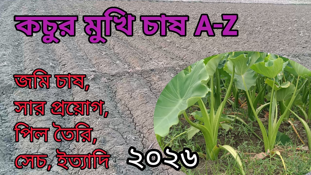 মুখি কচু চাষ পদ্ধতি। মুখ কচুর চাষ, সার, পিল তৈরি,সেচ ইত্যাদি। কচুর মুখি চাষ। মুখি কচুর সার প্রয়োগ। 
