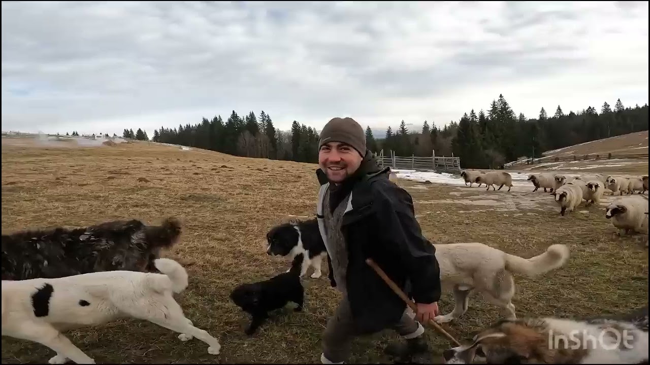 Coborâm Oile de la Munte .Florin Morar din Luncă Ilvei