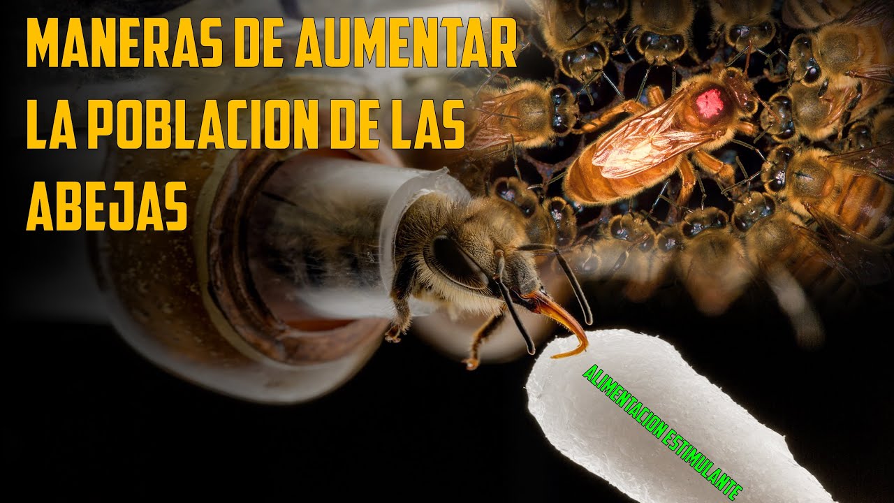 UNA NUEVA FORMA DE AUMENTAR LA POBLACION DE ABEJAS ¿Te ha pasado esto? | #apicultura