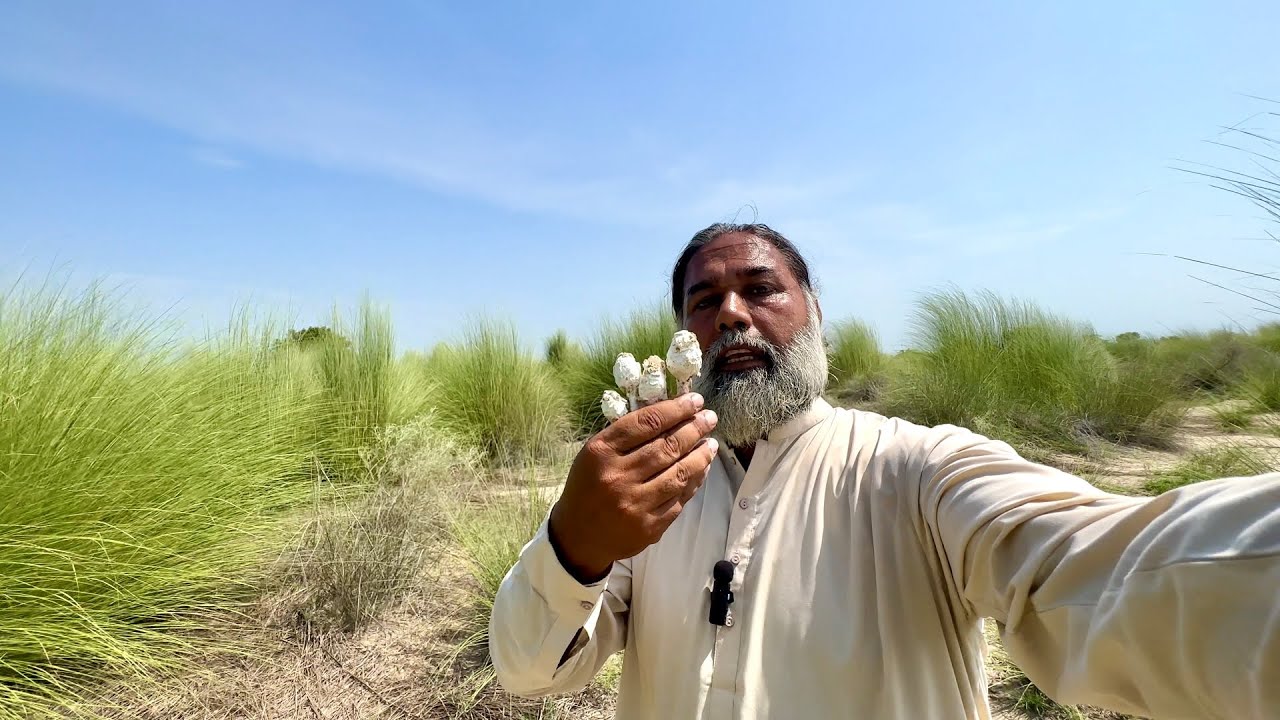 Hunting Mushroom In Sindh Desert All Is Not Good For Health | All Are Not Eatable | Mubarak Ali