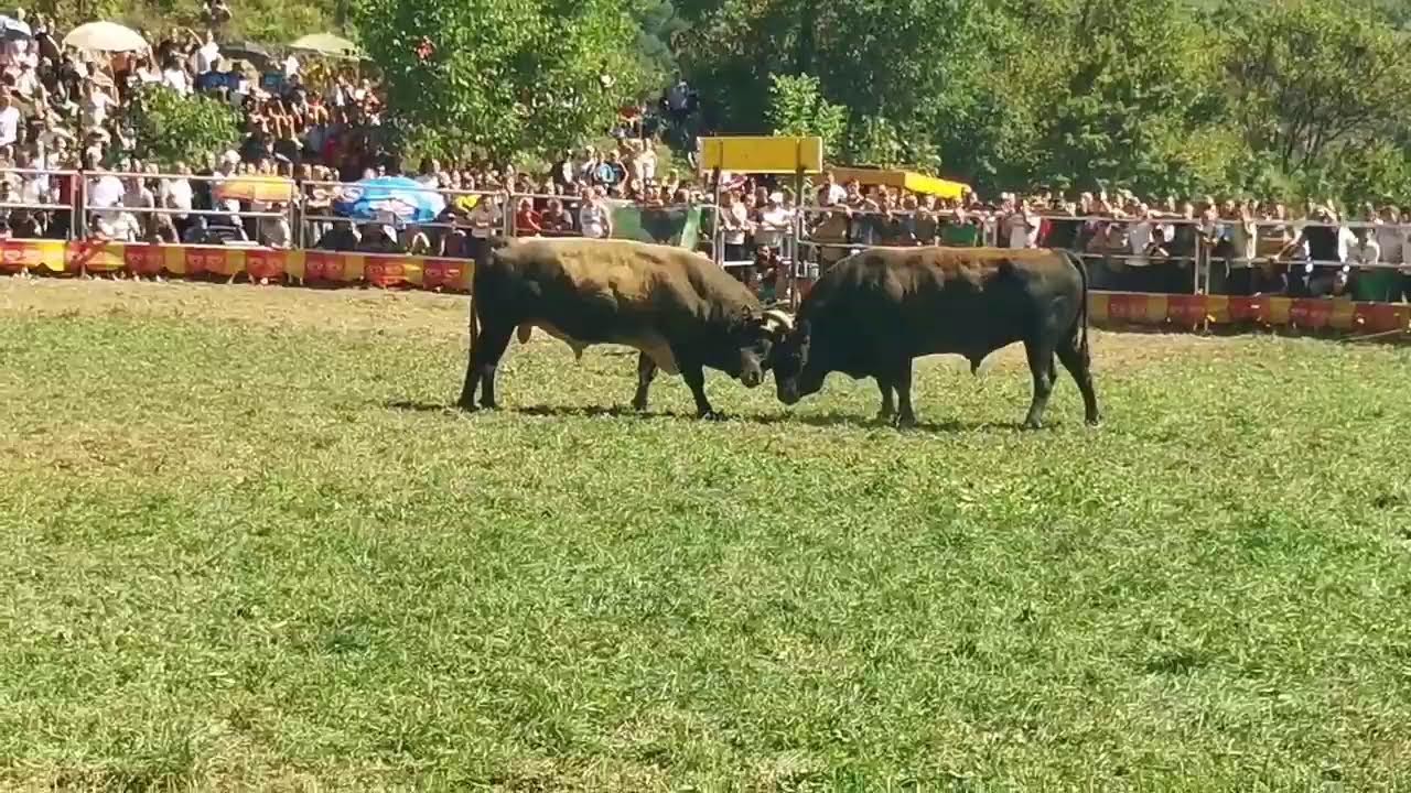 Uživo prvi krug Godu&scaron;a