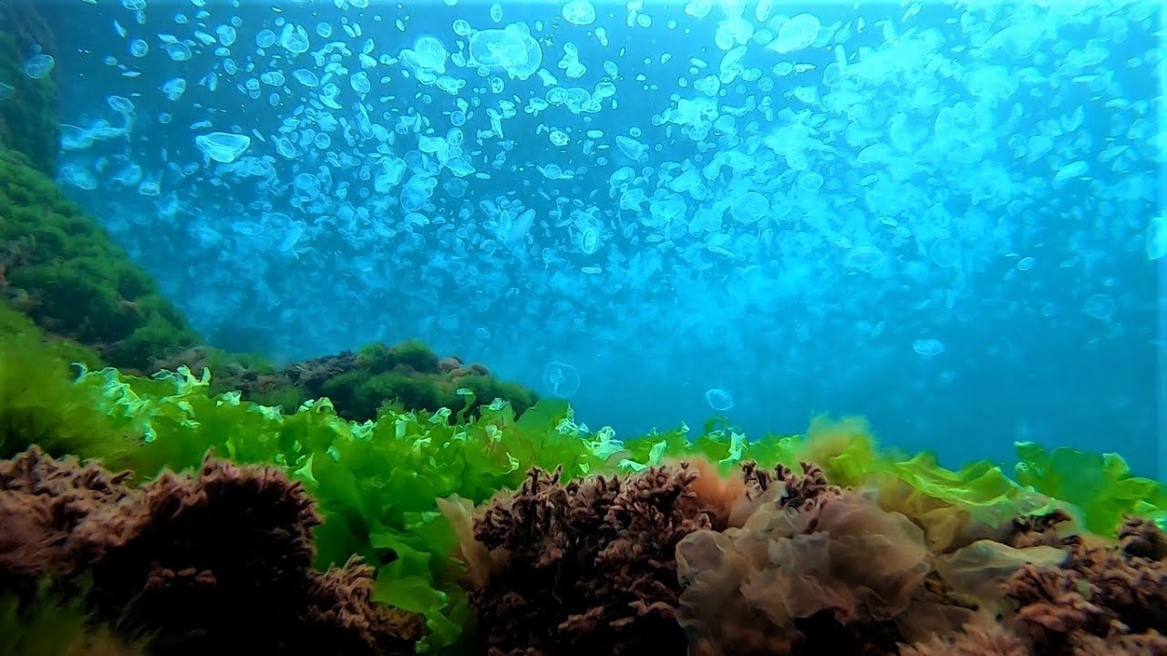 Culorile din Adancuri +  Marea Neagra + Fauna + Flora .