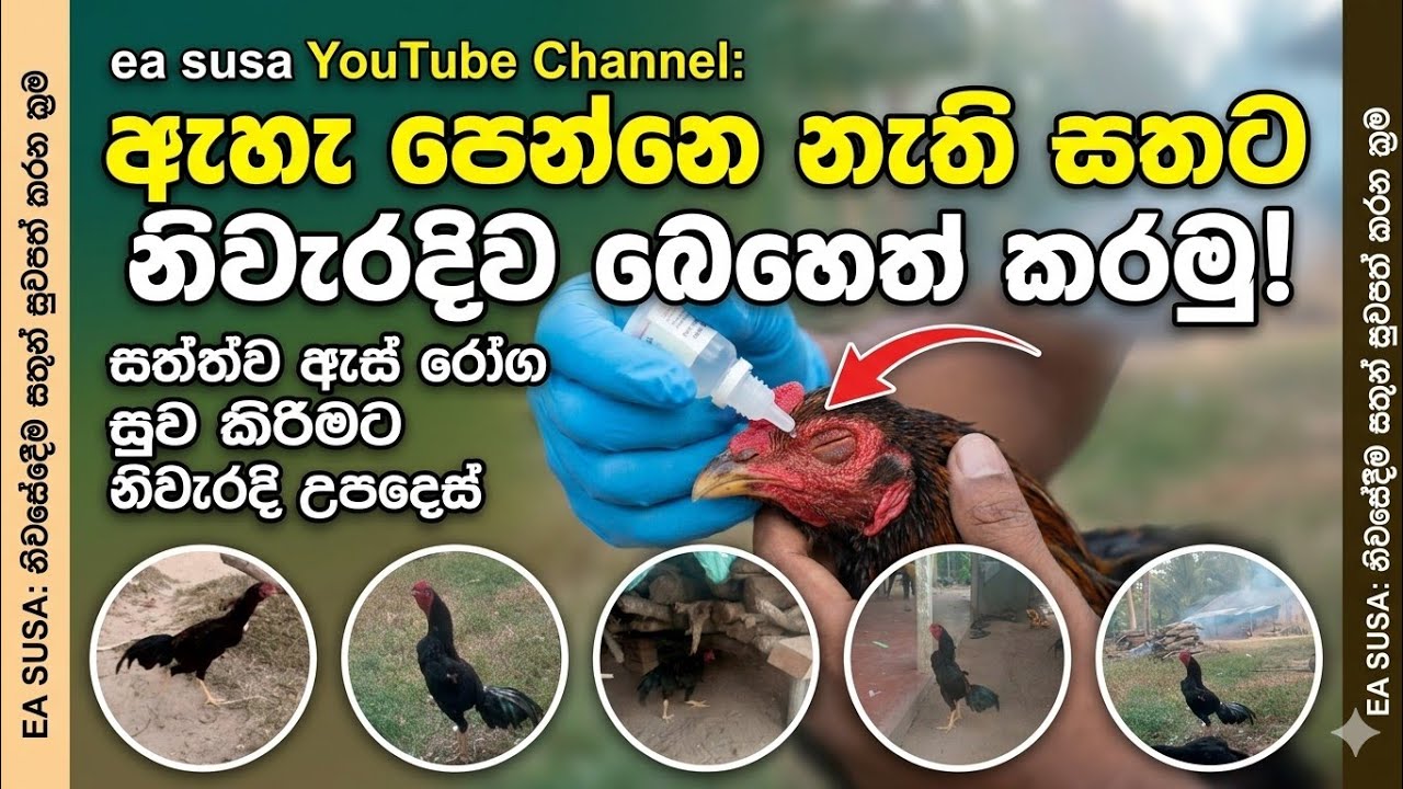 කොටගෙන ඇහැ තැලුනු සතගෙ ඇසට බොහෙත් දාන හැටි 