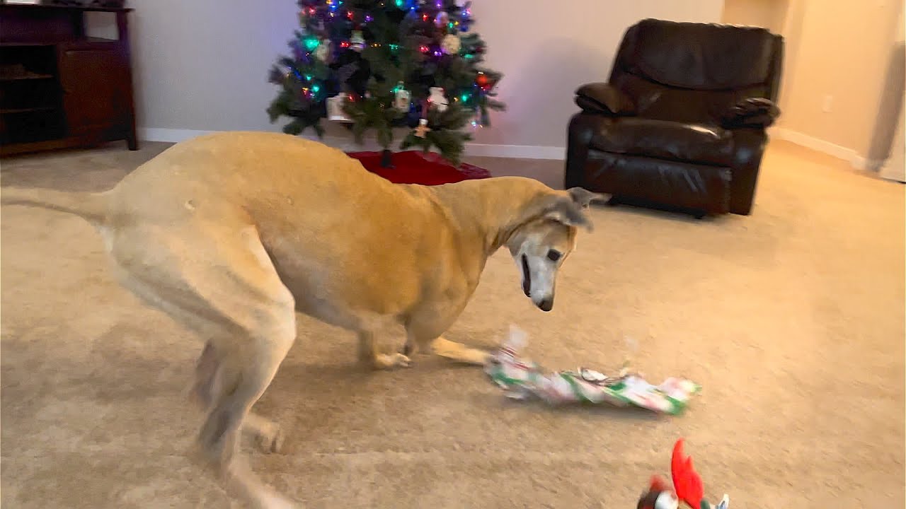Simon Our Greyhound And His Christmas Present