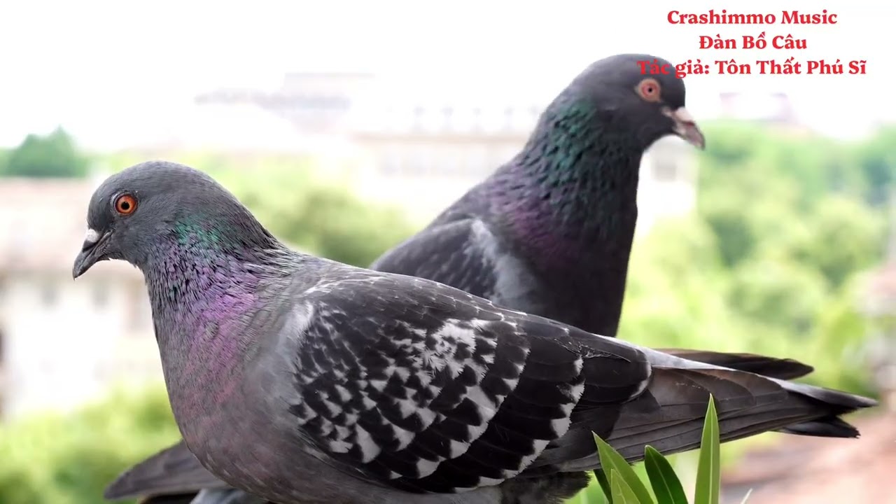 💃 Ca Khúc đàn bồ câu | Thơ Tôn Thất Phú Sĩ 🎶