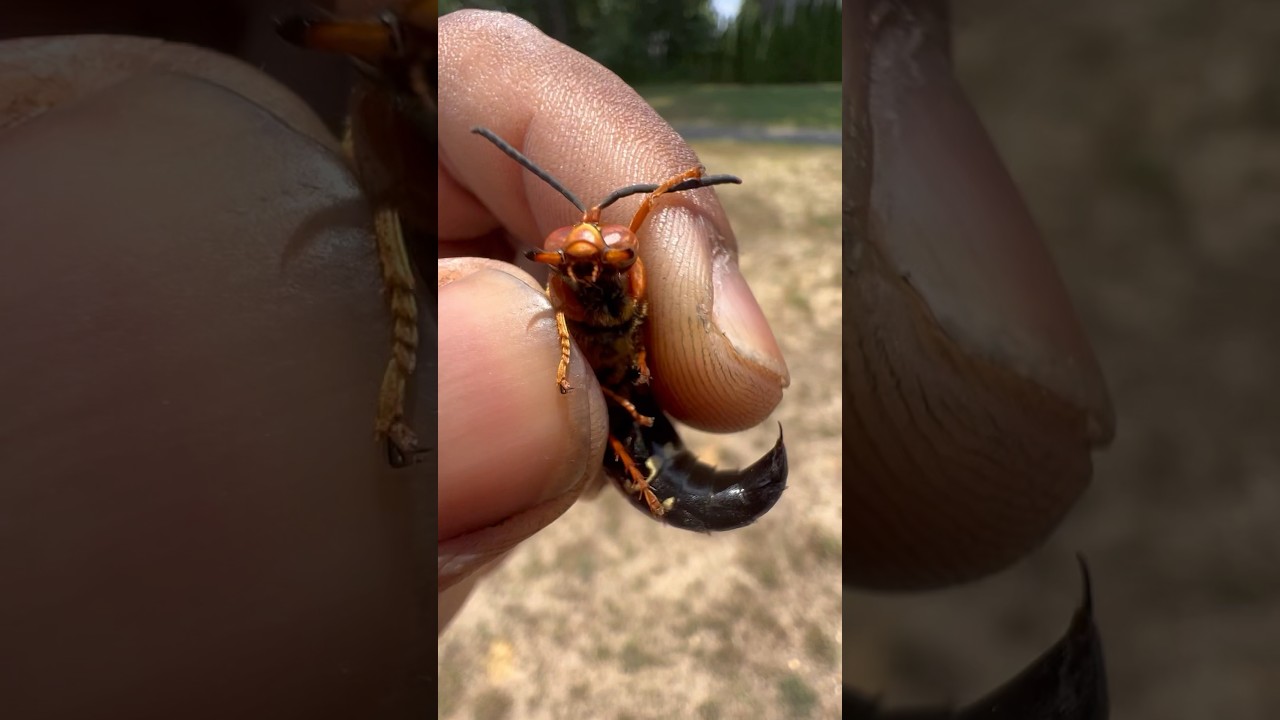 Handling an Eastern Cicada Killer! #insect#insects#bug#bugs#tarantula#tarantulas#spiders#fyp#wasp