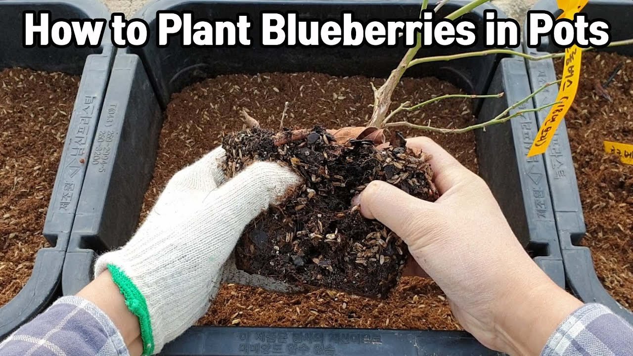 블루베리분갈이하기ㅣHow to Plant Blueberries in Pots