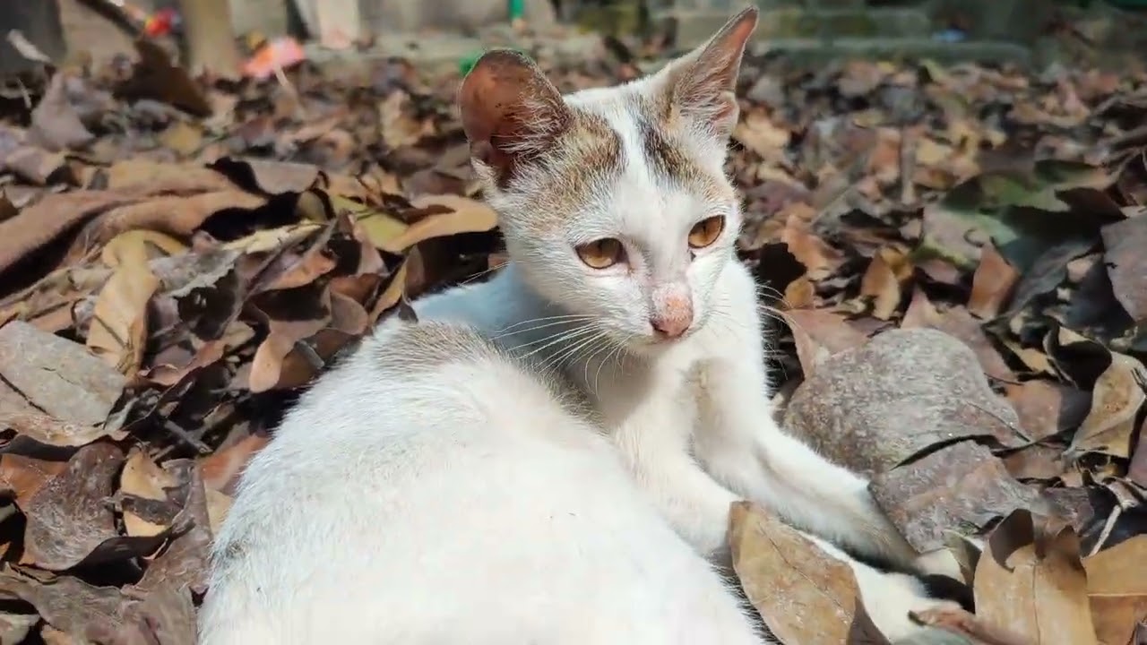 Cutest Cat videos funny | Mama Cat Trims Fur on the Farm and Makes Tiger Hat For Kittens At Home