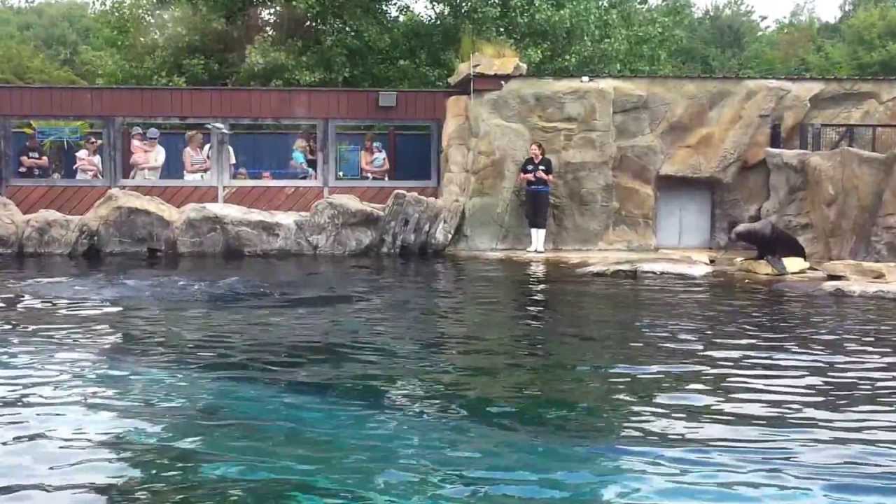 Our trip to Colchester zoo - Sea lion display
